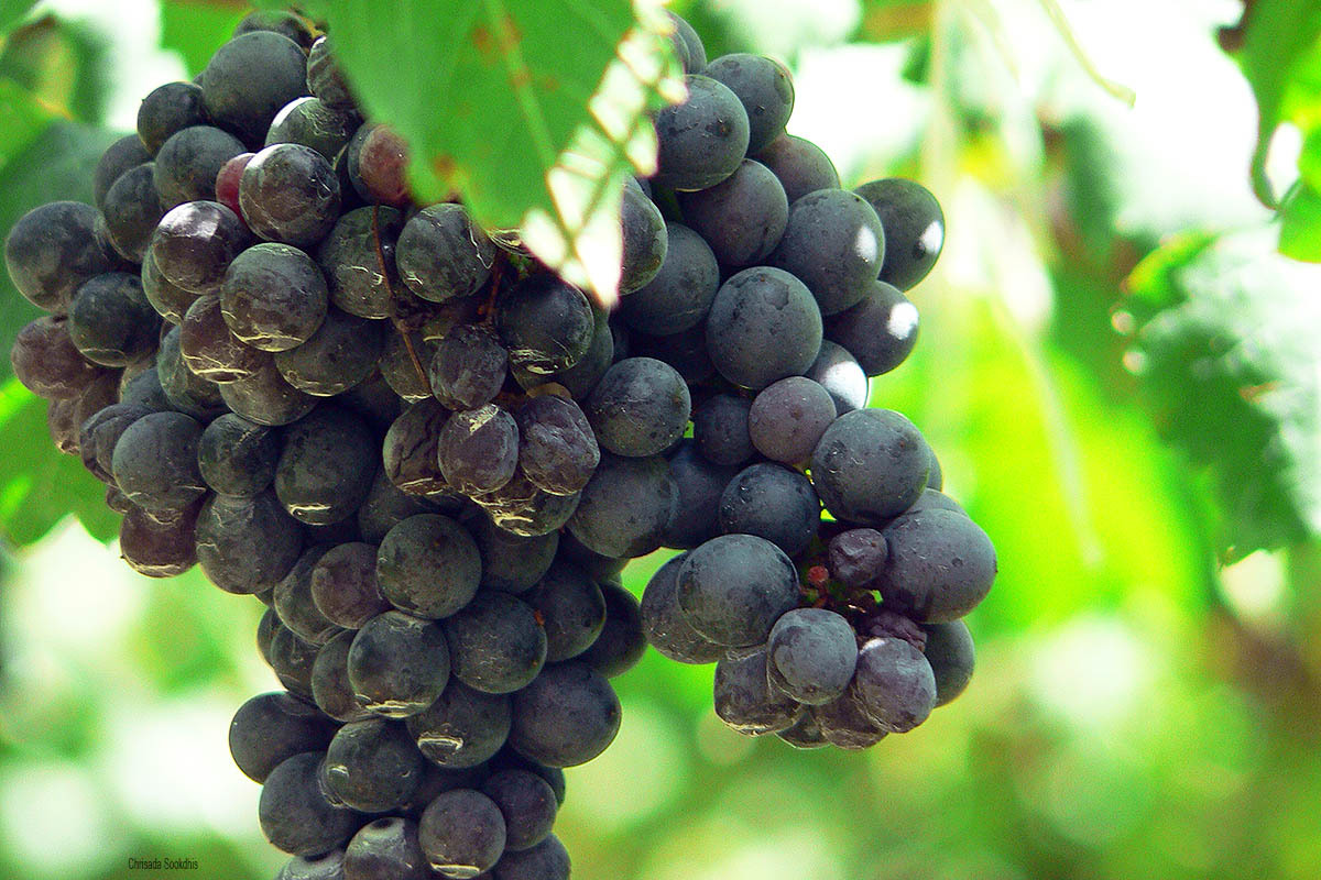 Shiraz grapes 00