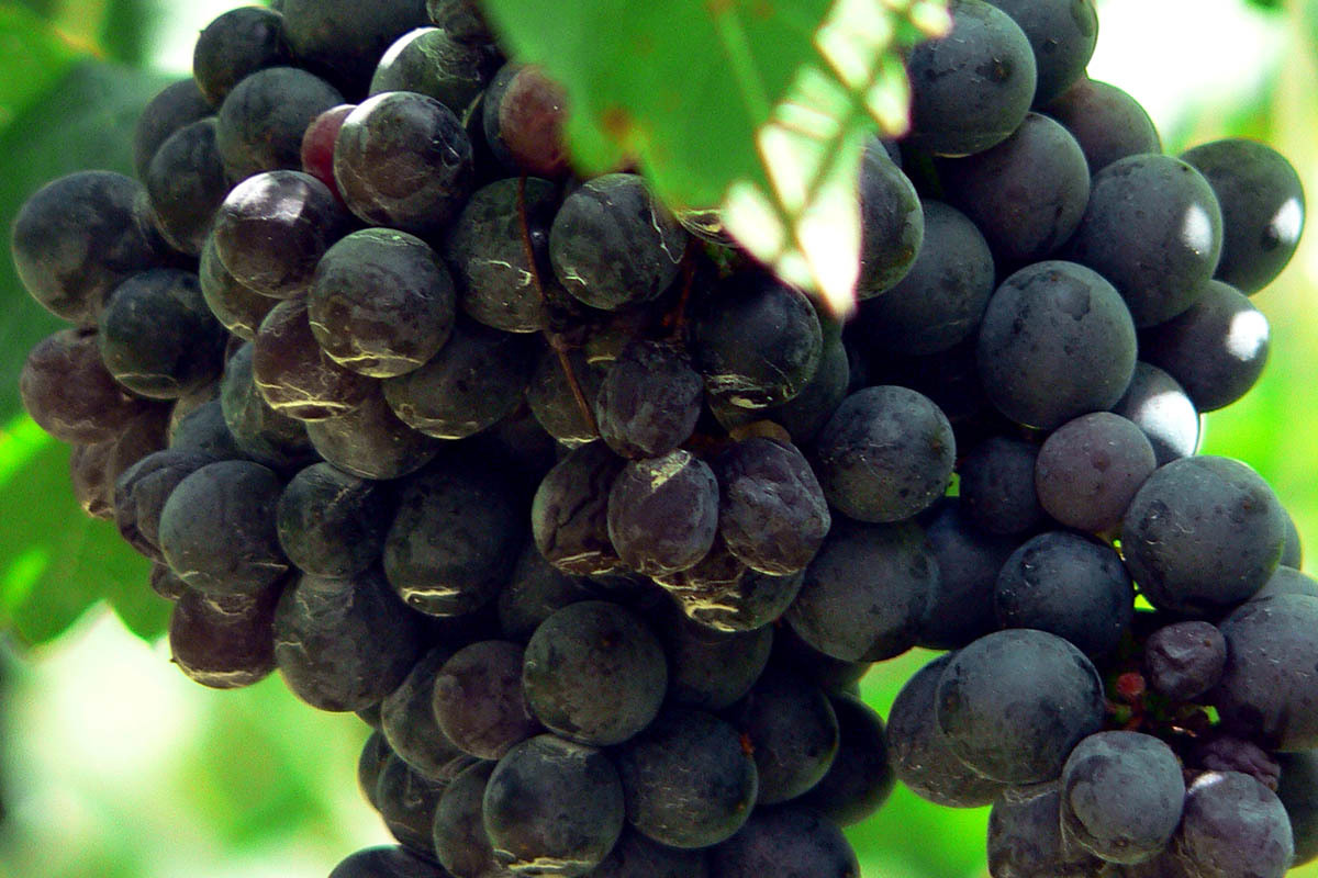 Shiraz grapes 2 00