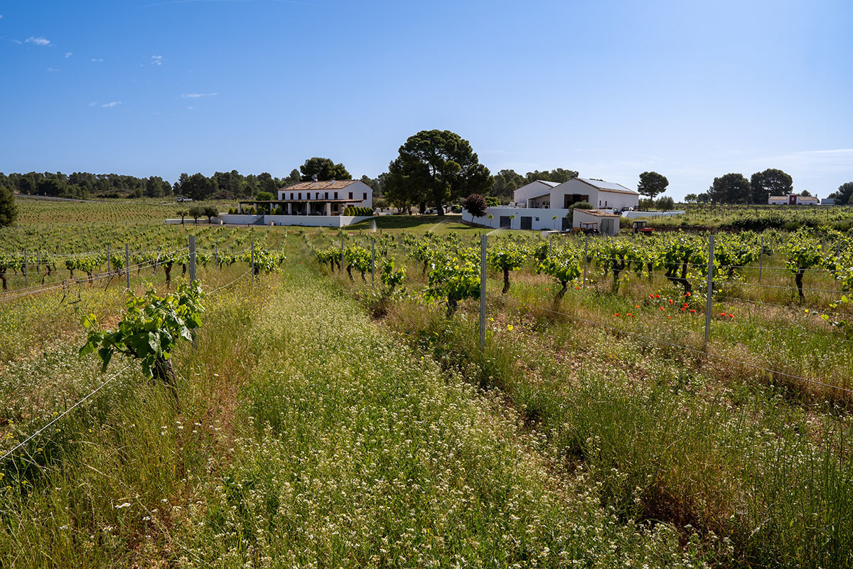 Clos cor vi vendimia24 01